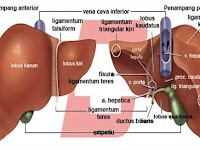 Zat Sisa Metabolisme Protein Diekskresikan Dalam Bentuk