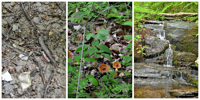 Fall Hollow Waterfall Photo Collage of Surrounding Area