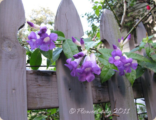 11-21-thun-vine 11-21-thun-vine