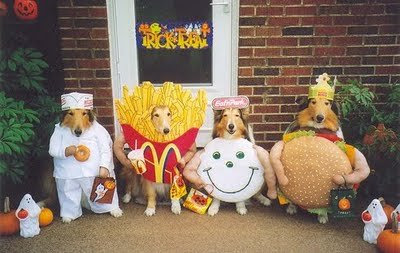Fun Time: Dogs In Funny Costumes or Clothes