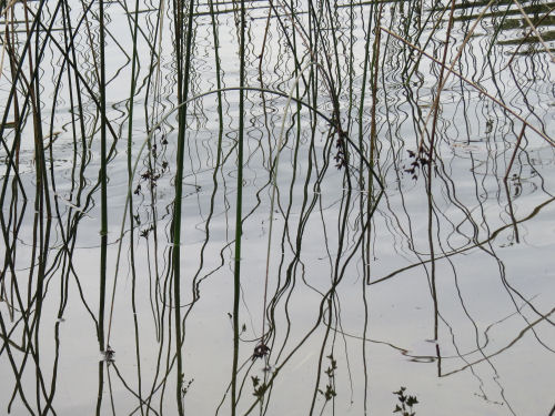 reflected reeds