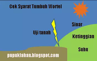 9 Cara Menanam Wortel yang Berpotensi Tinggi Produksinya