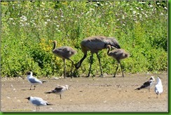 Slimbridge WWT - June