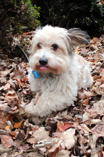 Tibetan Terrier