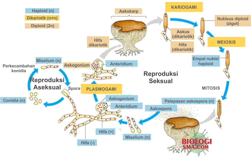 Jamur Ascomycota Struktur Tubuh Reproduksi  dan  Contohnya 