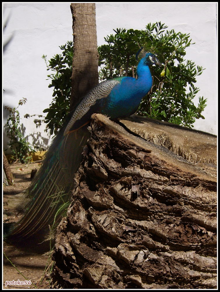 Parque del Mayeto - Pavo Real