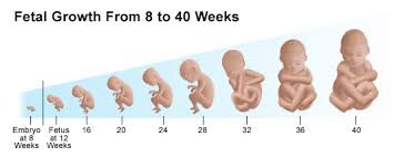 fetal Development