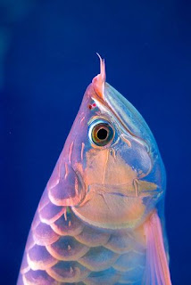 Dragon Fish Arowana Beauty