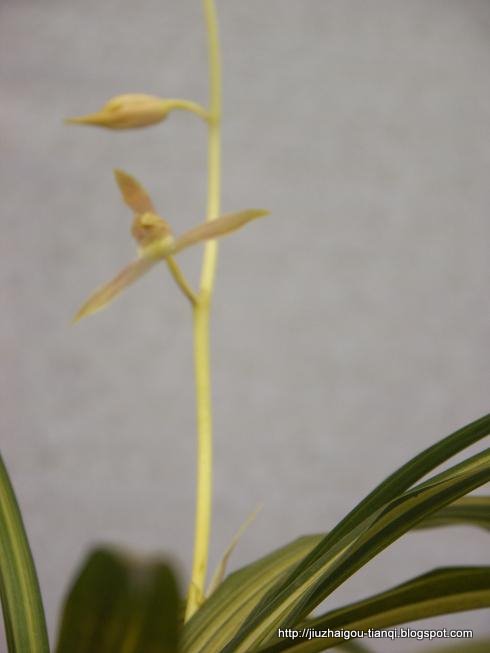兰花 花:lanhua-09020112171863
