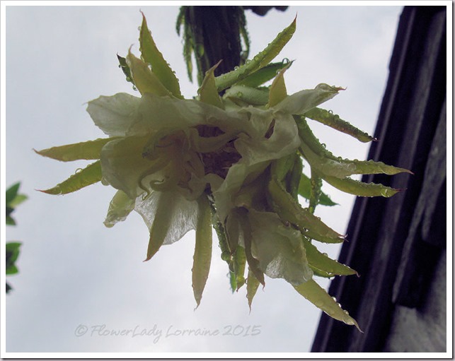 09-17-cereus2