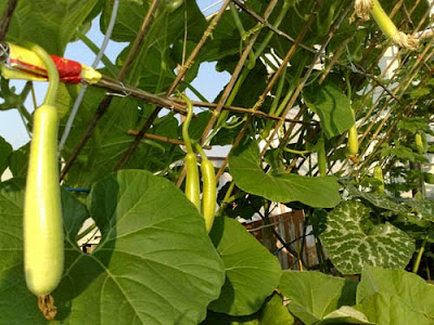 Mô Hình trồng rau trên sân thượng