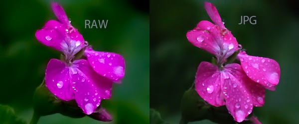 Decide The Image File Format to Suide Your Needs - My ...
