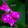 Jpg Format Images - How to Convert an Image to JPG Format / The two terms have the same meaning and are interchangeable.