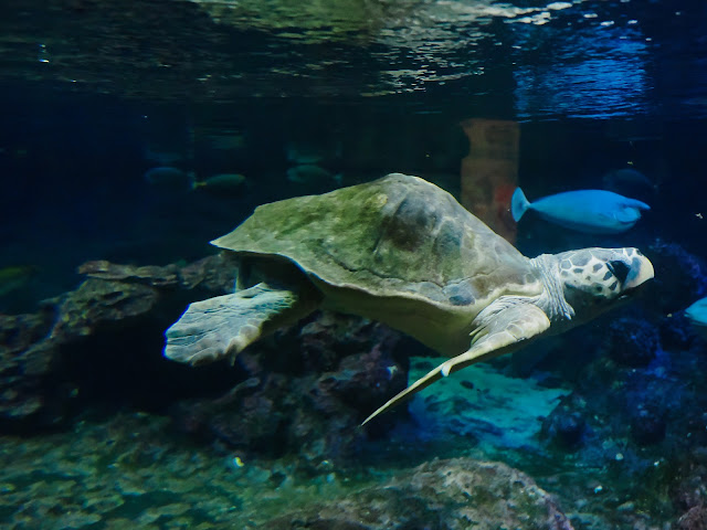 jiemve, le temps d'une pose, Gênes, Genova, aquarium, tortue de mer