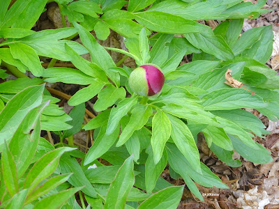 peony bud