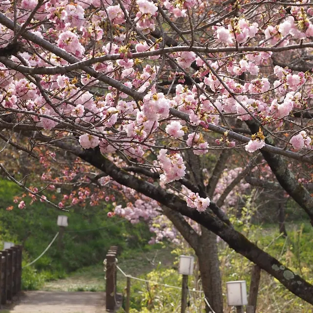 長瀞　通り抜けの桜