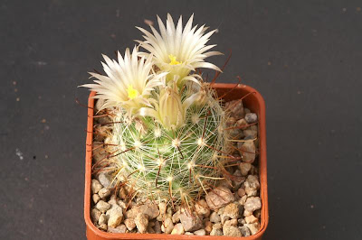 Mammillaria morricalii