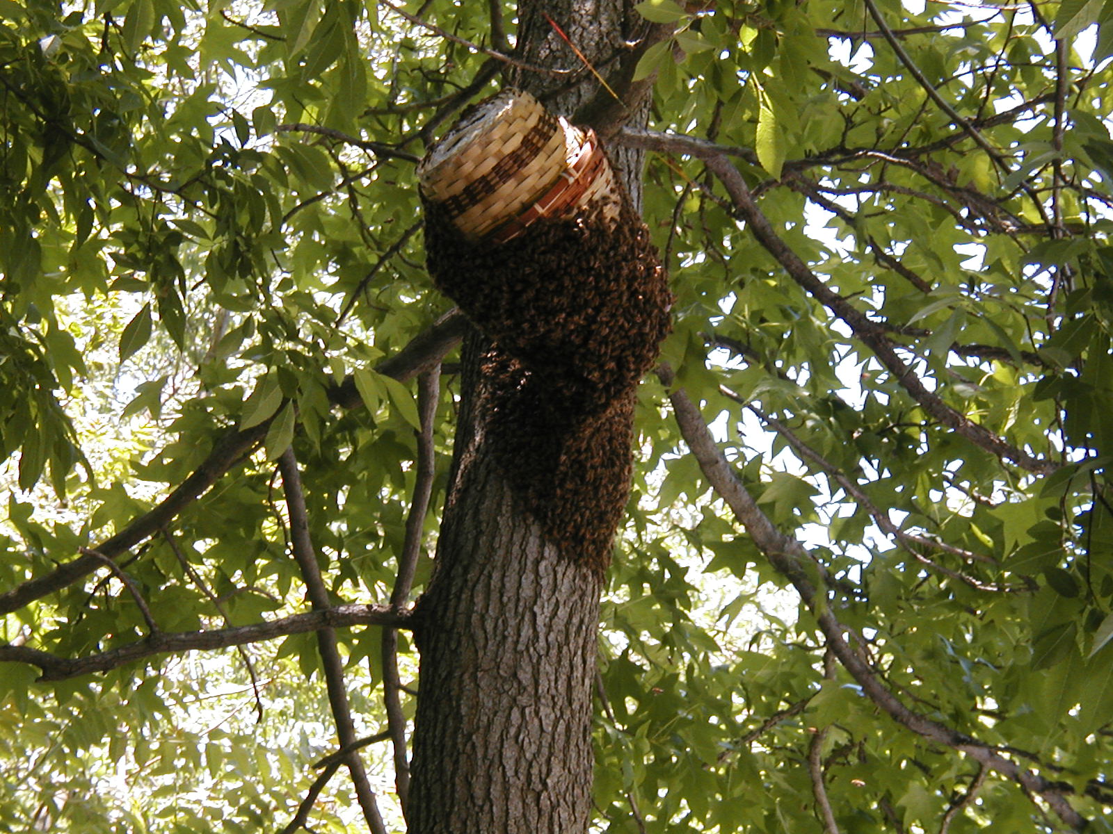 Honey Bee Hives