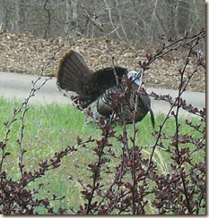 Turkey in the Hollow2