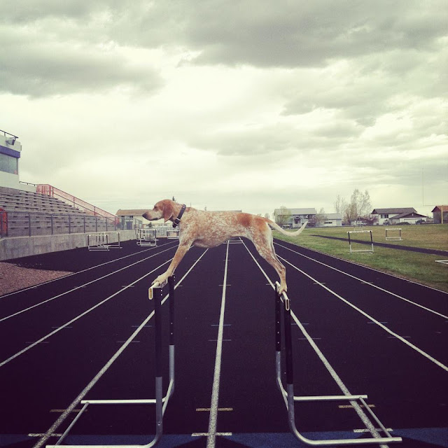 Maddie the Coonhound, a dog that loves to stand and sit on things., dog pictures, maddie pictures, maddie the coonhound pictures, amazing dogs