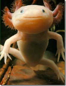 Axolotl