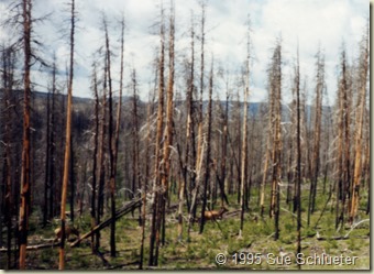 at yellowstone shortly after big fire