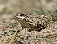 Rana común (Pelophylax perezi)