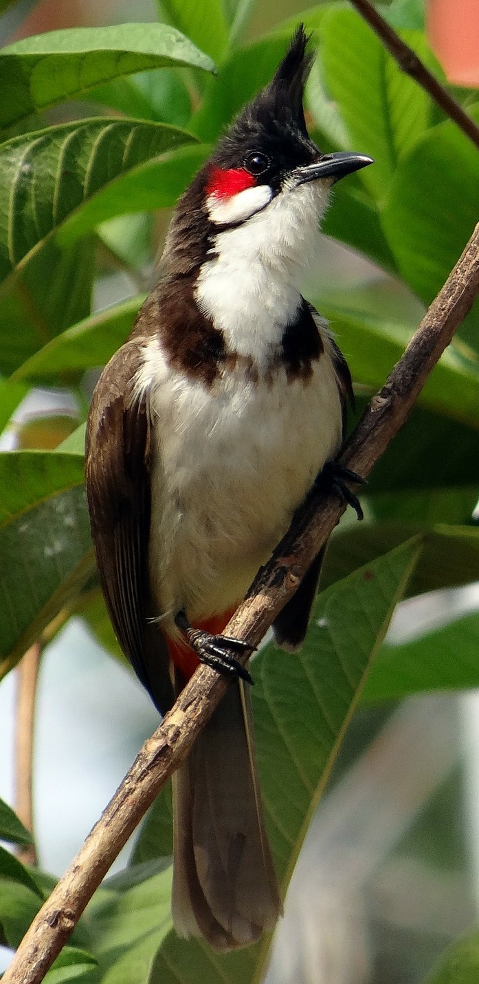 Picture of a red-whiskered bulbul.