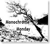 Monochrome Monday
