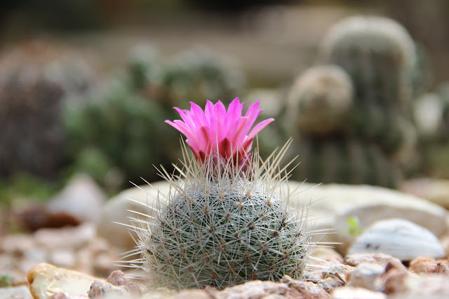 Thelocactus macdowellii 