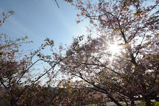 茨城県フラワーパーク河津桜