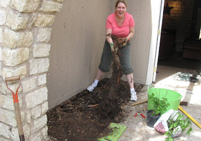 DivasoftheDirt,Mattie, fig root