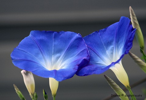 IMG_7038 Morning Glory