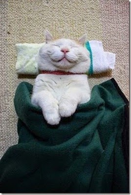 laziest_cat_in_the_world_04