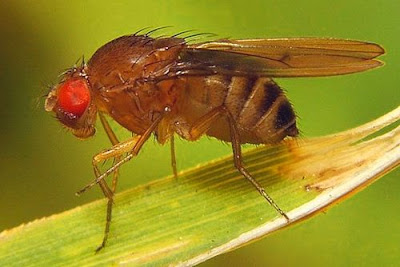 Mosca de la fruta de la especie Drosophila melanogaster, usada para encontrar la ruta de la adicción al alcohol en humanos.