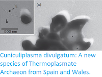 http://sciencythoughts.blogspot.co.uk/2016/05/cuniculiplasma-divulgatum-new-species.html