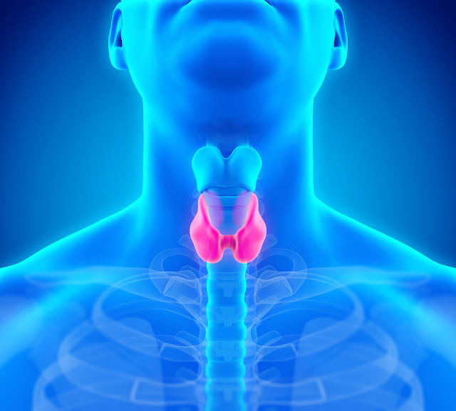 What is thyroid