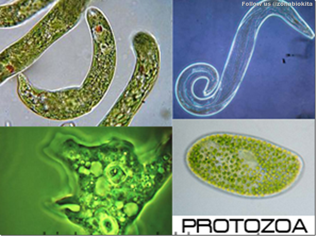 protozoans