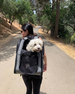 Lucy Hale and dog hike with apollo walker pet carrier backpack