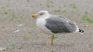 Yellow-legged Gull, Newfoundland