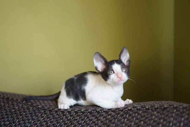 Cute Black and white Cornish Rex Kitten photo