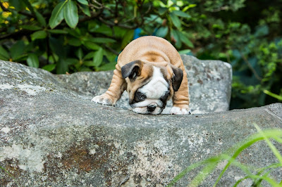 bulldog, puppy, Knoxville, Tennessee, ALM Photo, Lisa Mueller, Allan Mueller, photography