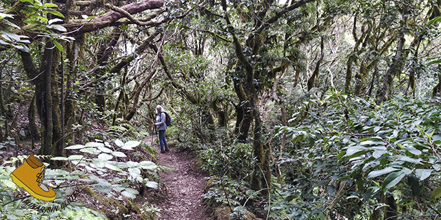 Descendiendo tras pasar el Roque Anambro en El Pijaral