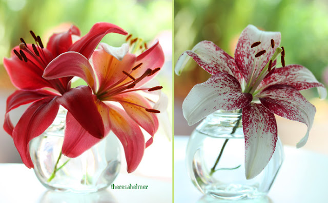 Beautiful Flower Photography