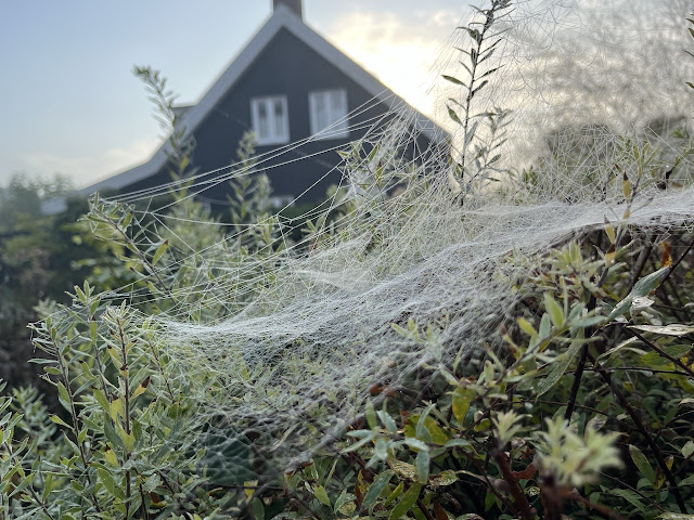 Spinnenweb