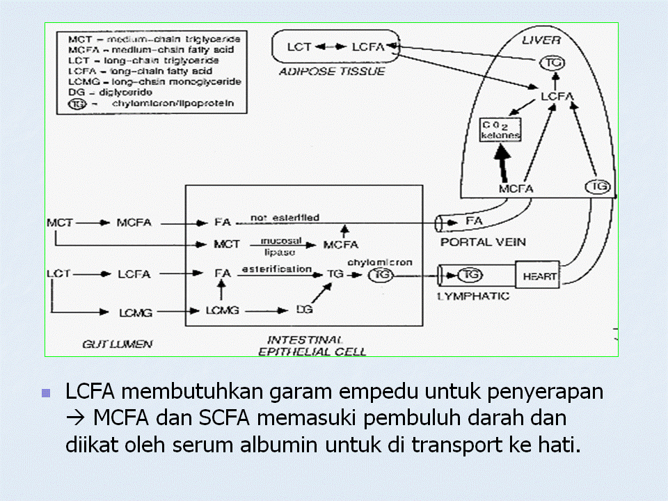 Contoh Surat Lamaran Kerja Guru Mandarin