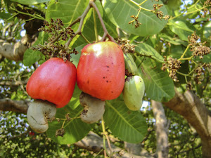 Ternyata Secara Botani, Buah Jambu Monyet Bukanlah Buah!