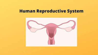 Human Reproductive System |