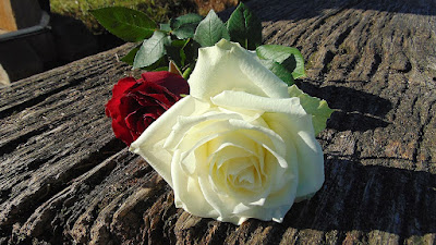 الوردة البيضاء للحب والرومانسية