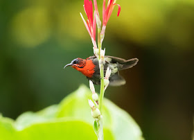 Crimson Sunbird - Singapore Botanic Gardens